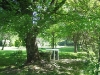Cogiter sous un arbre
